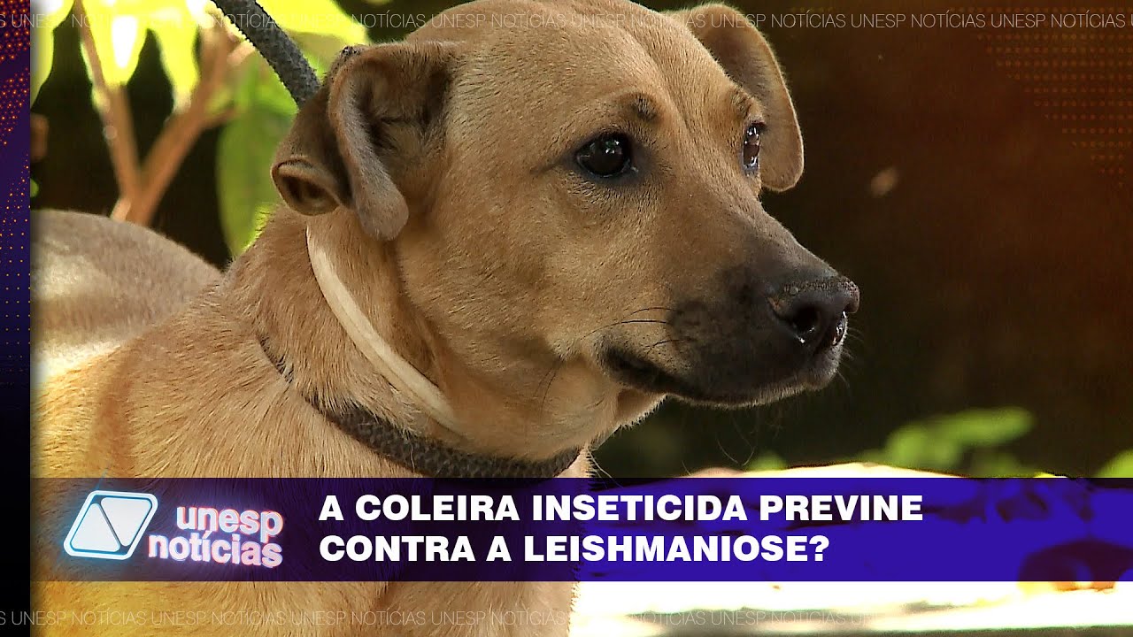 Coleira é eficaz na prevenção à leishmaniose, mas pode deixar animais do entorno mais expostos