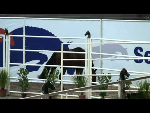 Tino de Nouvolieu (King Size)