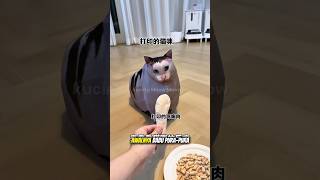 Download lagu babu dan kucing bontot mau tidur tapi ini yang terjadi! #kucinglucu #kucing#shorts mp3