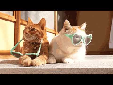 Cat Gangnam Style   funny animal videos