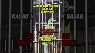 Download lagu ciri cucak ijo banyuwangi #cucakijo mp3