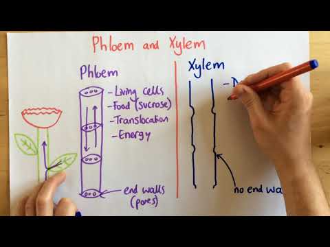 Phloem and Xylem - p49 (Foundation p48)