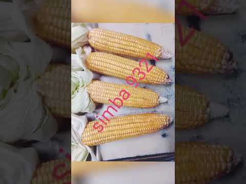 maize ..pancha ganga seeds (verity  simba 9321.