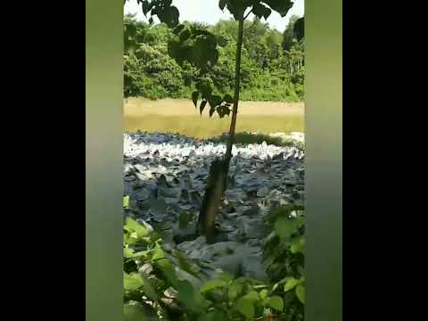 vedio 👌👌👌👌