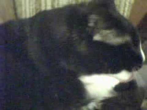 black cat don't like black webb cam