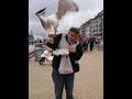 Seagulls Attack And Its Hilarious