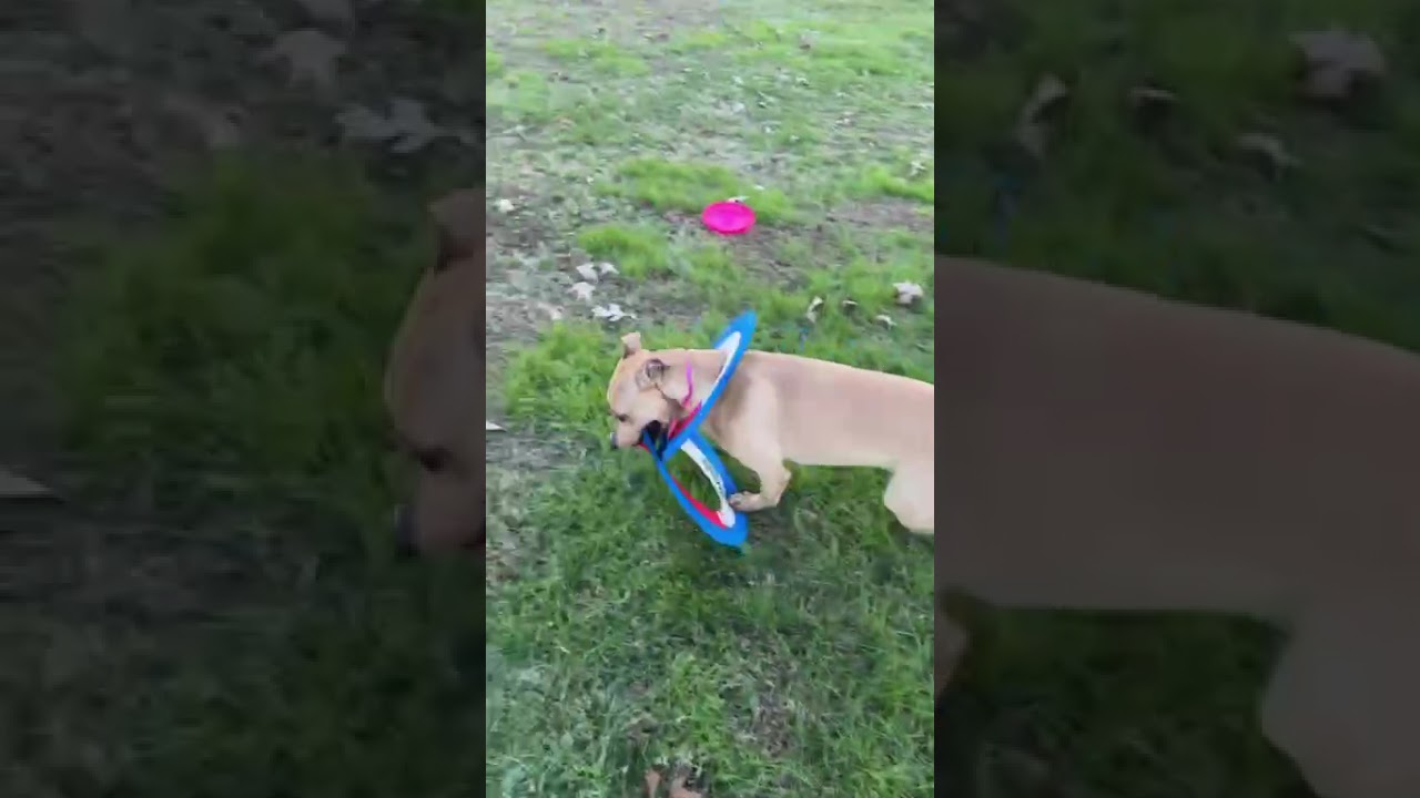 Enlarge Peggy Schuyler, a Adoptable Mixed Breed in Chattanooga, TN video 6/6