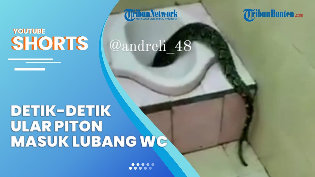 Viral Detik Detik Ular Piton Besar Masuk Ke Dalam Lubang Wc Buat Warganet Jadi Paranoid 