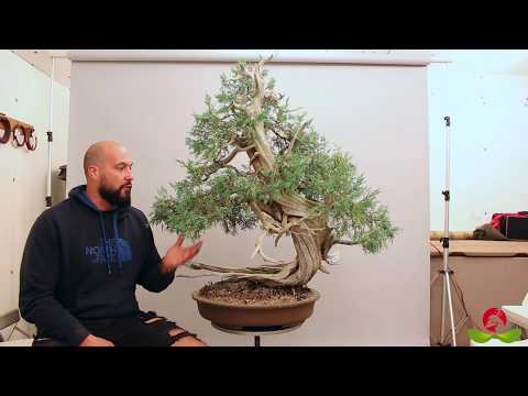 Trailer: Mauro Stemberger styling a Rocky Mountain Juniper at BonsaiKunst Hamburg 2020