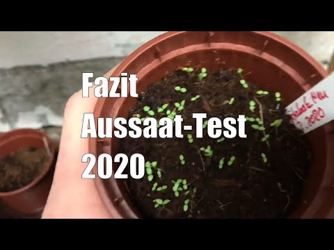 FAZIT Aussaat Versuch Zwei - 10 Jahre alte Lavendel, Physalis und Erdbeerspinat Samen #Tag 13