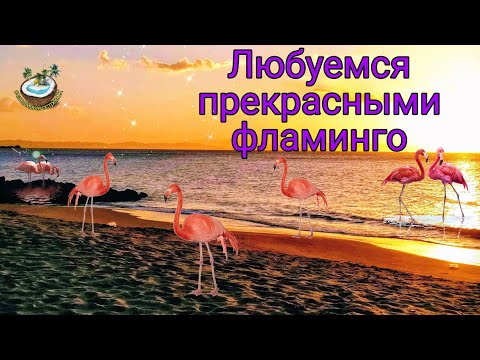 💗Красивые птицы ФЛАМИНГО🦩