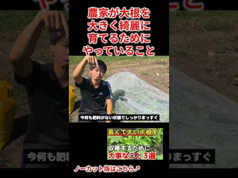 庭、鉢、温室に大根をいつどのように播種するのですか？  庭園