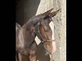 Foal SF Cornet's Prinz très bonne souche