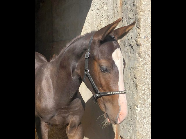 Foal SF Cornet's Prinz tr&egrave;s bonne souche