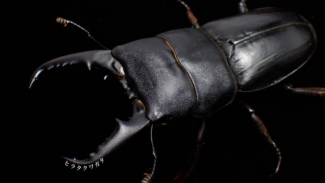 国産ヒラタクワガタの成虫掘り出し結果【クワガタ飼育】