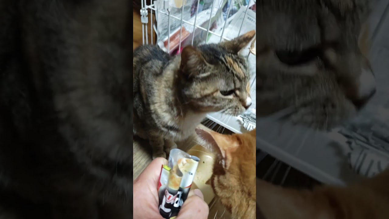 2026 01 16　01　猫動画ショートですニャン ‐ #cat #子ネコ #猫 #catsofyoutube #cats