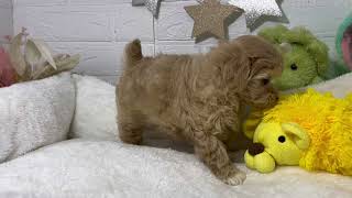 ハーフ犬の動画01