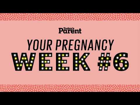 Your pregnancy: 6 weeks