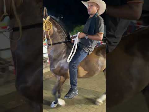Bonito Caballo De Paso Fino En Cabalgata De Mahates Bolivar