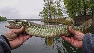 Baby Tiger Muskie & Some Killer Spring Bass Fishing on a Shaky Head!!!