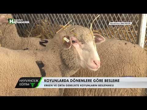 , title : 'Hayvancılık Eğitim - Gebelik Döneminde Koyunların Beslenmesi'