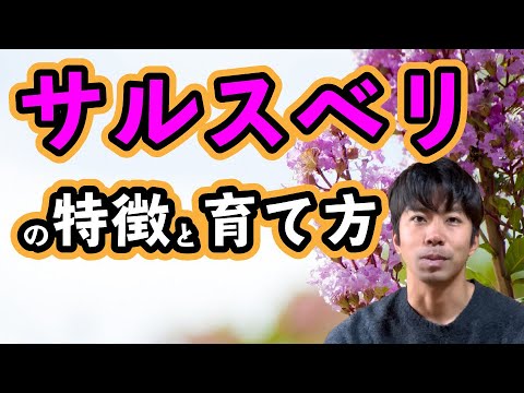 サルスベリ、インドライラック