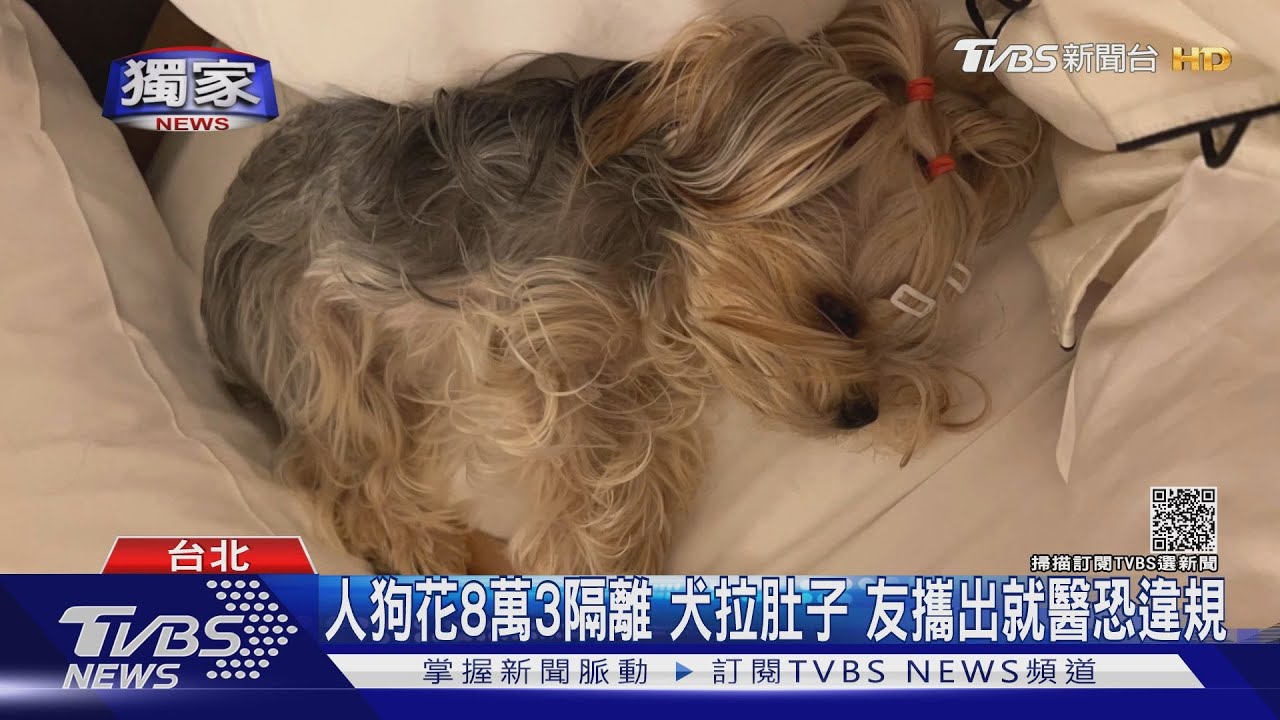 愛犬陪住4星飯店「狂拉」 主人控餐酸掉、憂狗死