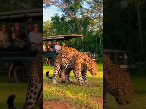 A Leopard Gives Birth… And It FLIES Away?! 😱🐆🕊️ #shorts #wow