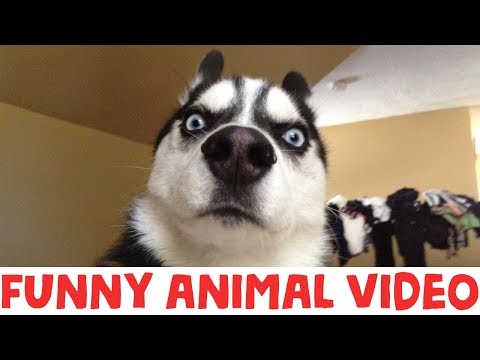 (IMPOSSIBLE) TRY NOT TO LAUGH - FUNNY ANIMAL COMPILATION