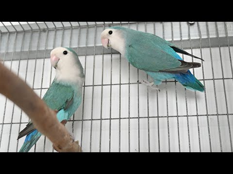 African Lovebirds - Breeding pairs for 21/22 Season - Peach Faced Lovebirds - Roseicollis chirping