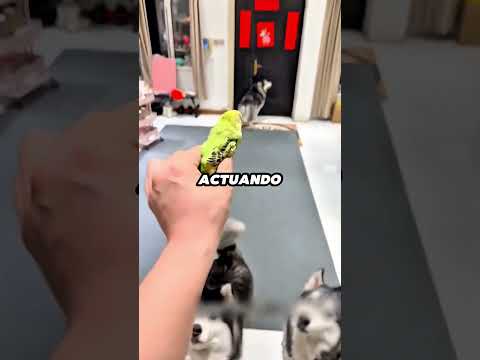 El último adiós del loro querido 🕊️ #shorts