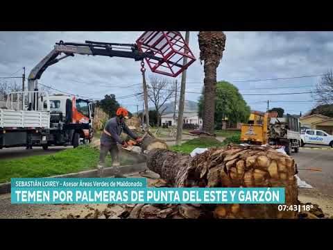 La Intendencia de Maldonado declaró la emergencia sanitaria en la zona oeste por el picudo rojo