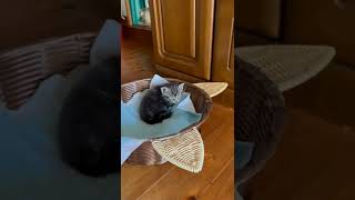 なかやま子猫君