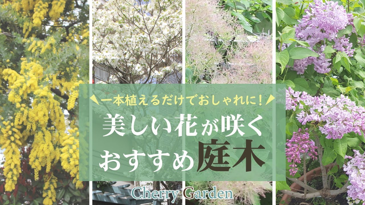【おすすめ庭木】シンボルツリーにも！美しい花が咲くおしゃれな花木