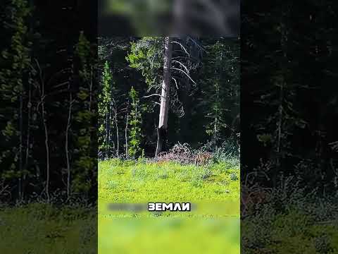 Хитрый план ПРОВАЛИЛСЯ в лесу 🙀🔥🐻