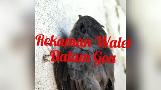 Download lagu Rekaman Walet dalam Goa mp3 Download lagu Rekaman Walet dalam Goa mp3