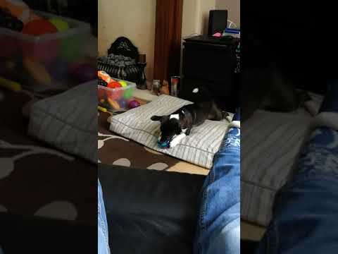 Kill it! Kill it! KILL IT! 🐕