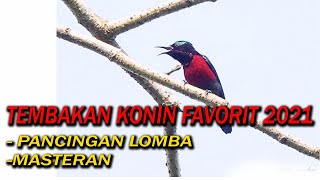Download lagu PANCINGAN UNTUK LOMBA & MASTERAN FAVORIT UNTUK KONIN || OMAH KONIN MASTERING #4 mp3