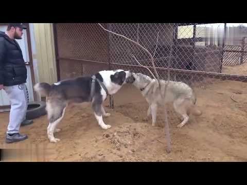 When dogs meet wolves, see what happens next.