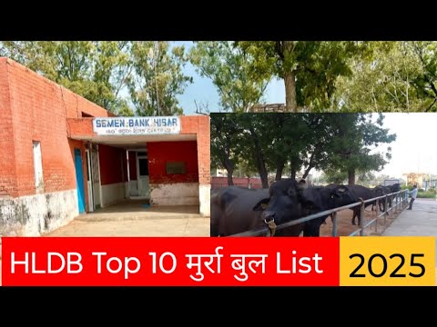 #hldb Top 10 मुर्रा बुल List 2025 #hldbbull #murrahbull #murrah #trending #topbull #top10bull 
