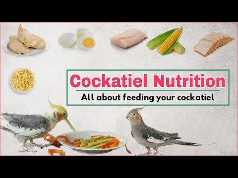 YouTube video about: Can you feed cockatiels wild bird food?