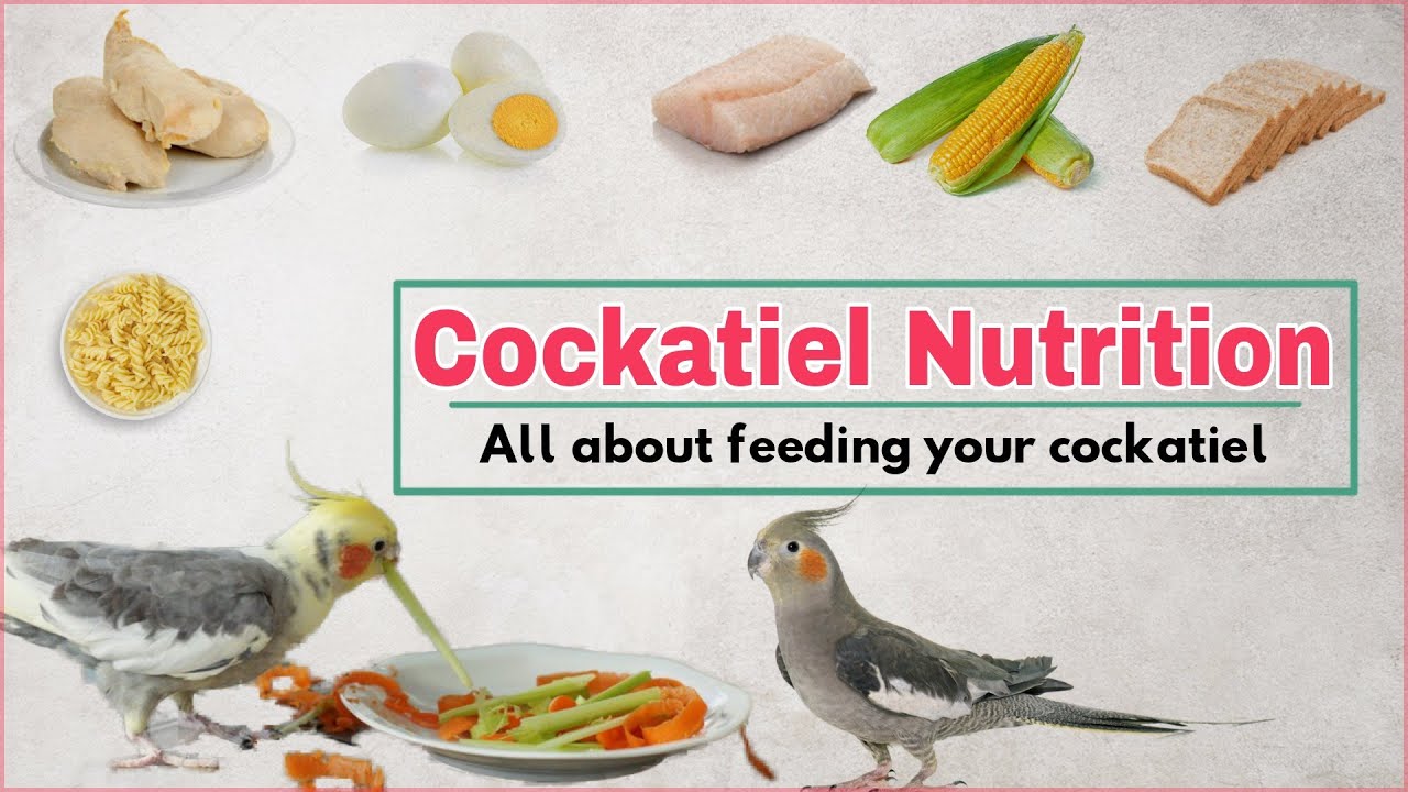 Cockatiel diet | Safe and unsafe food for your cockatiel l Best cockatiel bird food | cockatiel food