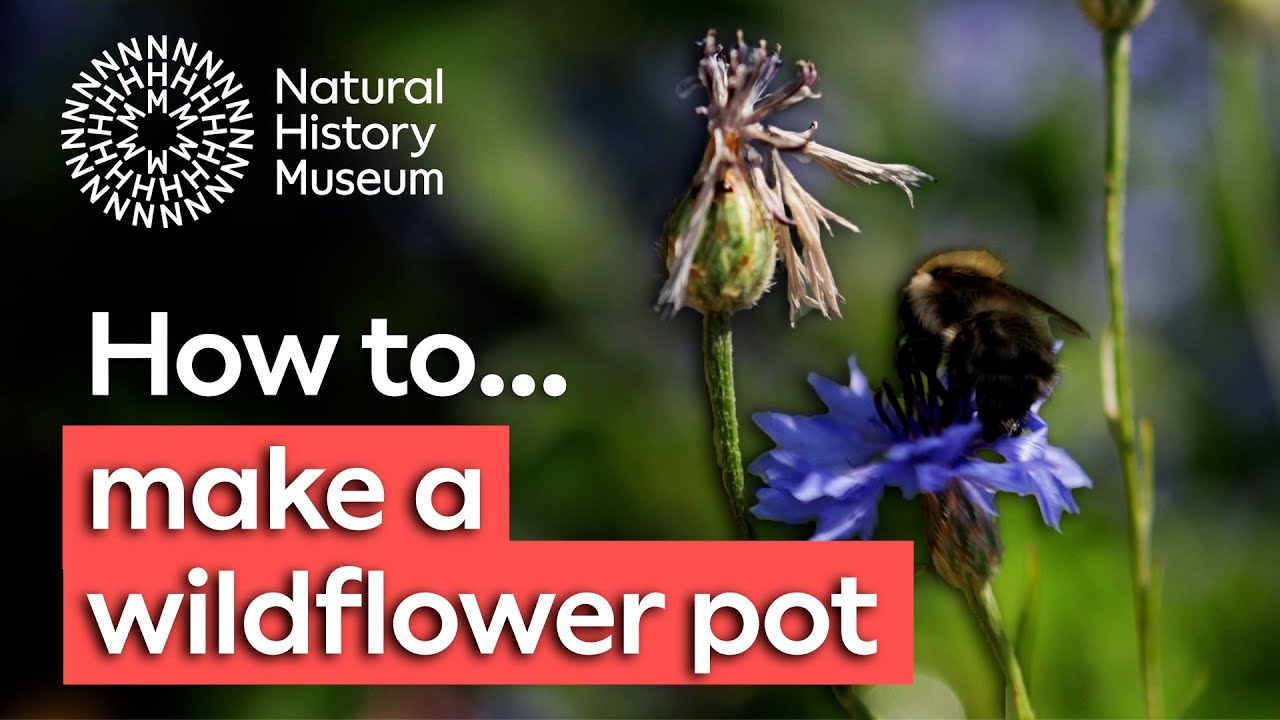 How to grow a wildflower pot for pollinators TrendRadars