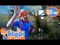 Blippi Learns About Animals And Nature At MK Nature Center Moonbug Kids Fun Stories And Colors