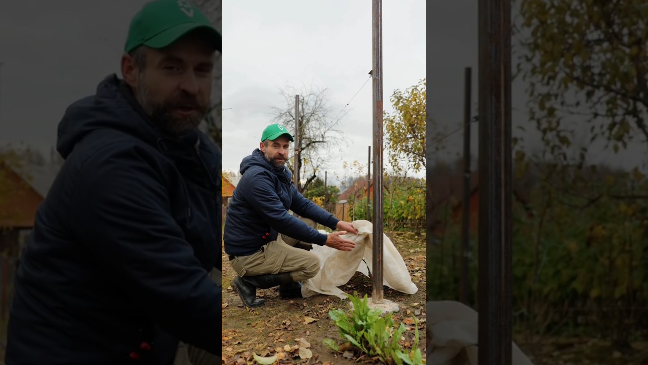 Виноград будет ломиться от урожая, если обрезать и укрыть на зиму! Что делать с виноградом осенью