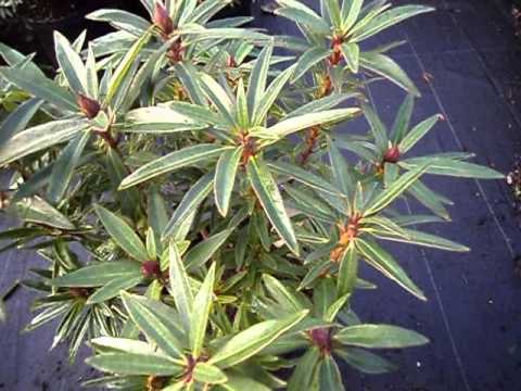 Rhododendron ponticum Graciella