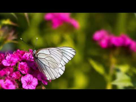 Opwekking 466 Wandel in het licht 1B