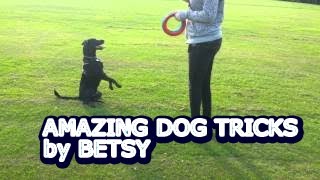 Border Collie x Lab Betsy & AMAZING dog tricks!