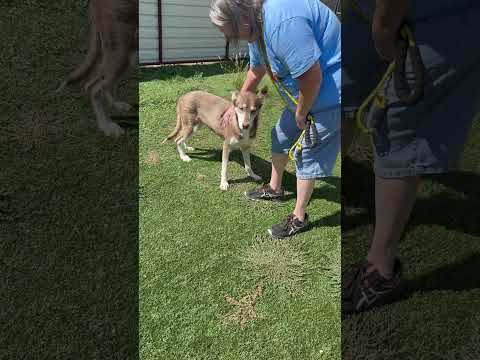 Misha, an adoptable Husky Mix in Lubbock, TX_image-1
