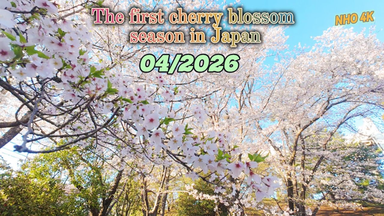 4K60 [Taking a walk in the park, admiring the cherry blossoms in full bloom] 2026 Chiba, Japan
